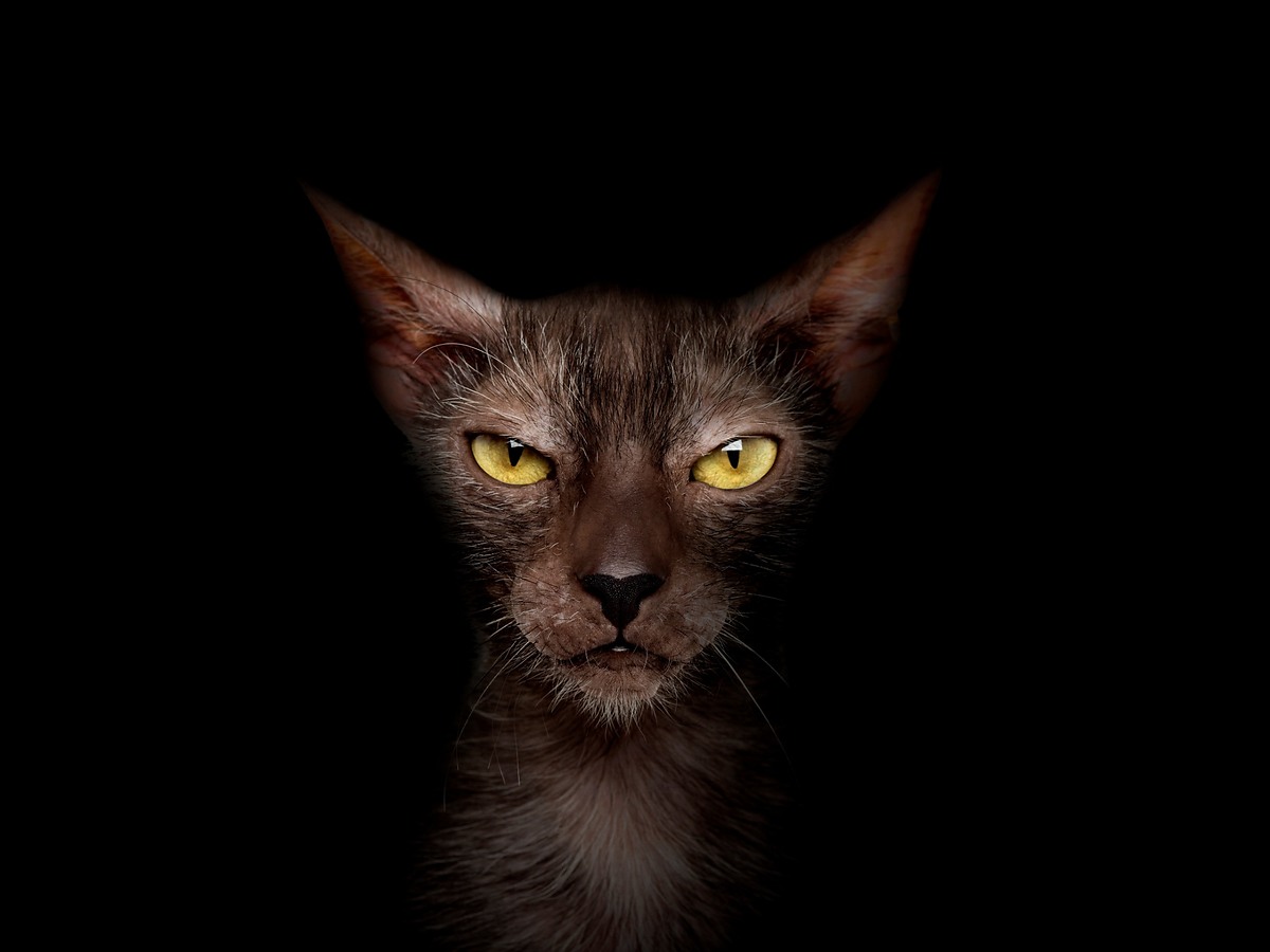 Portrét mačky lykoi